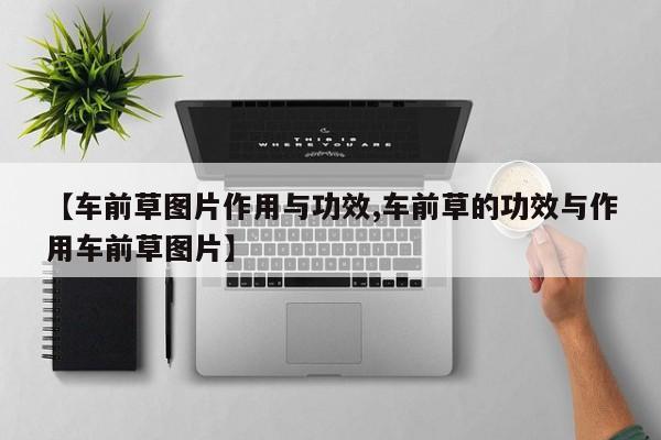 【车前草图片作用与功效,车前草的功效与作用车前草图片】